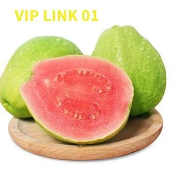 VIP LINK 01